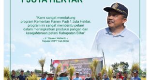 panen padi 1 juta hektar di kabupaten blitar